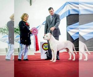 Dogo Argentino Puppy for sale in EAGLE MOUNTAIN, UT, USA