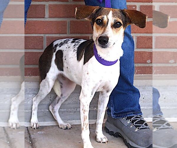 Medium Photo #4 Beagle-Unknown Mix Puppy For Sale in Carrollton, TX, USA
