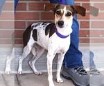 Small #3 Beagle Mix