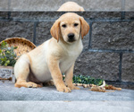 Puppy Link Labrador Retriever