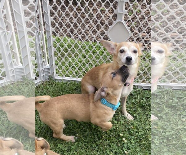 Medium Photo #3 Chihuahua-Unknown Mix Puppy For Sale in Virginia Beach, VA, USA