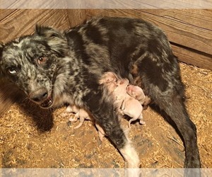 Mother of the Australian Shepherd puppies born on 12/08/2020
