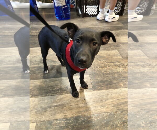 Medium Photo #5 Labrador Retriever-Unknown Mix Puppy For Sale in Holly Springs, NC, USA