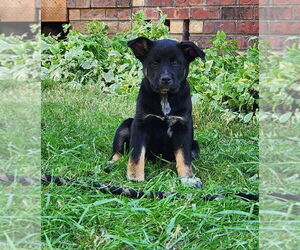 Medium Alaskan Husky-Australian Cattle Dog Mix