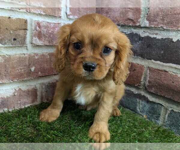 Medium Photo #2 Cavalier King Charles Spaniel Puppy For Sale in MOBERLY, MO, USA