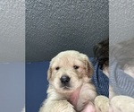 Small Photo #2 Golden Retriever Puppy For Sale in TUCKERMAN, AR, USA