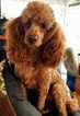 Small Photo #1 Poodle (Miniature) Puppy For Sale in BROOKSVILLE, FL, USA