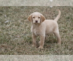 Small Photo #1 Labradoodle Puppy For Sale in MEMPHIS, MO, USA