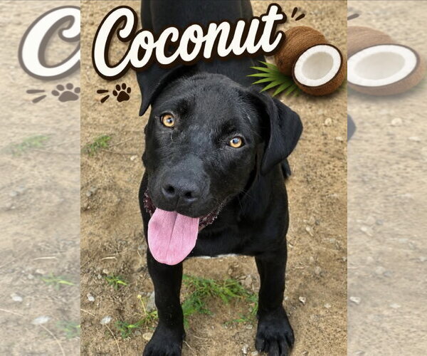 Medium Photo #1 Mutt Puppy For Sale in Corning, AR, USA