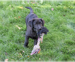 Small Photo #4 Labrador Retriever Puppy For Sale in SYRACUSE, IN, USA