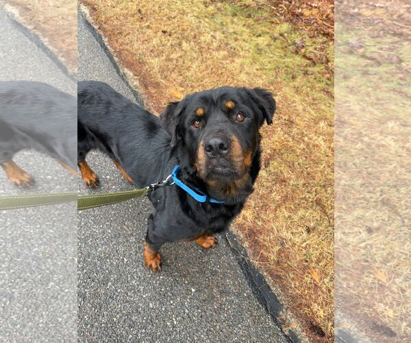 Medium Photo #8 Rottweiler Puppy For Sale in Hillsboro, NH, USA