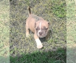 Small Photo #7 American Bully Puppy For Sale in MARTELL, NE, USA