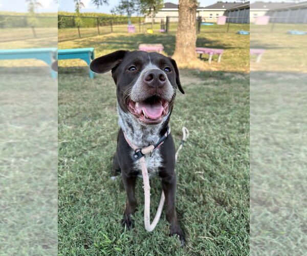 Medium Photo #2 Mutt Puppy For Sale in Evansville, IN, USA