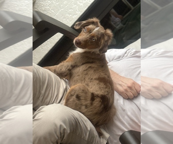 Medium Photo #6 Miniature Australian Shepherd Puppy For Sale in FORT MYERS, FL, USA