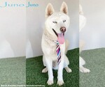 Juno - Male Siberian Husky-Unknown Mix Dog for Adoption - Small photo