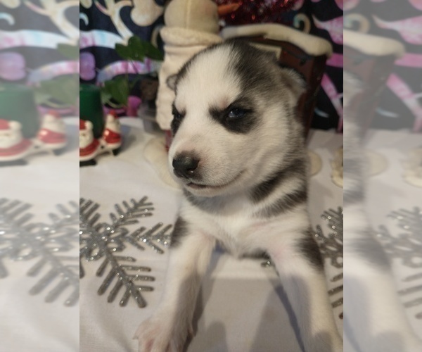 Medium Photo #7 Siberian Husky Puppy For Sale in DANBY, VT, USA