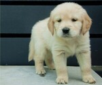 Puppy Bashful Green Golden Retriever