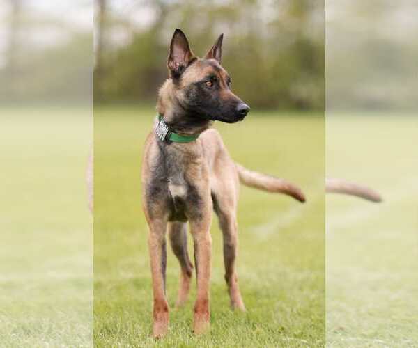 Medium Photo #13 Mutt Puppy For Sale in Stevens Point, WI, USA