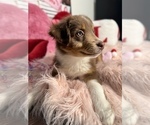 Small Photo #49 Australian Shepherd Puppy For Sale in NEW BRAUNFELS, TX, USA