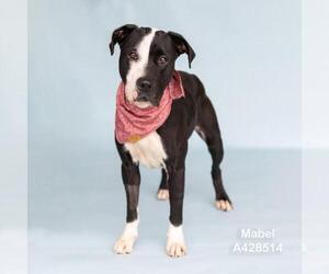 MABEL - Female American Pit Bull Terrier-Unknown Mix Dog for Adoption - Photo #2