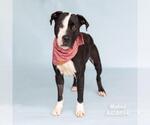 Small #1 American Pit Bull Terrier Mix