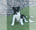 Small #3 Bulldog Mix