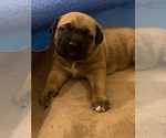 Small #6 Cane Corso