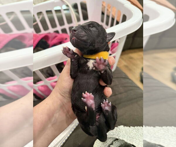 Medium Photo #1 Great Dane-Unknown Mix Puppy For Sale in Bullard, TX, USA