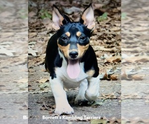 Teddy Roosevelt Terrier Puppy for sale in CUMMING, GA, USA