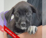 Small Mutt