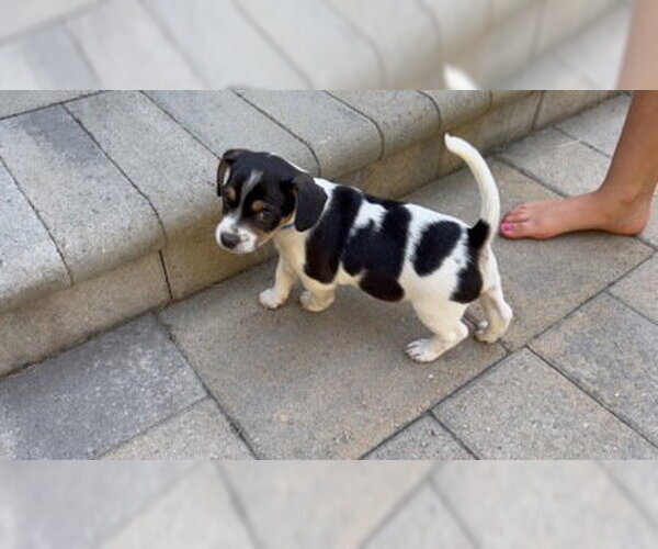 Medium Photo #3 Mutt Puppy For Sale in Pleasanton, CA, USA
