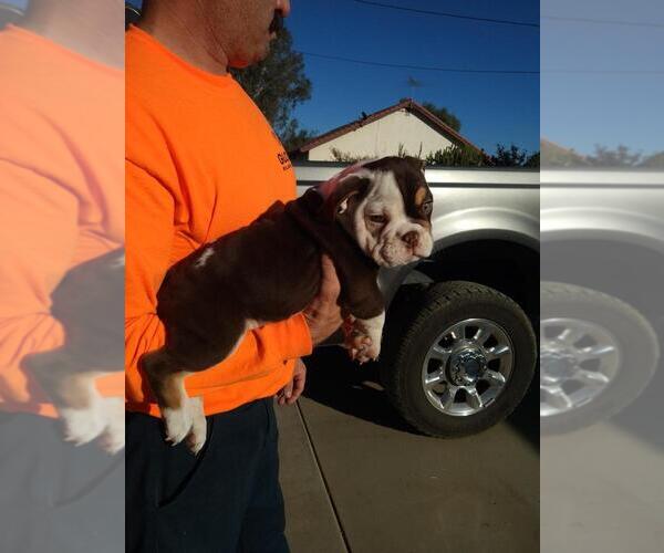 Medium Photo #1 Bulldog Puppy For Sale in MENIFEE, CA, USA