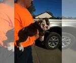 Small Photo #1 Bulldog Puppy For Sale in MENIFEE, CA, USA