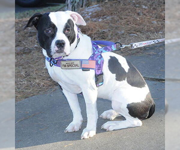 Medium Photo #3 American Staffordshire Terrier-Unknown Mix Puppy For Sale in Lake Wylie, SC, USA