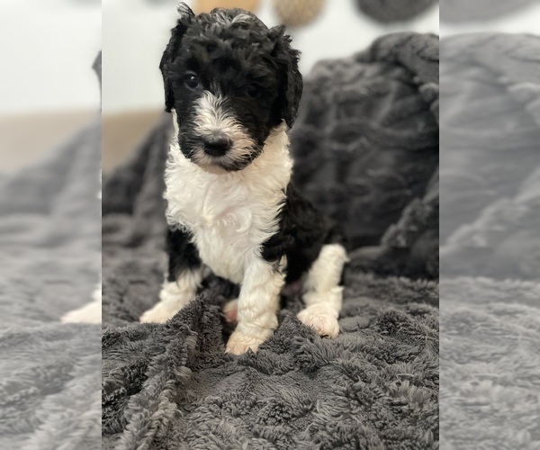 Medium Photo #11 Bernedoodle Puppy For Sale in ZEELAND, MI, USA
