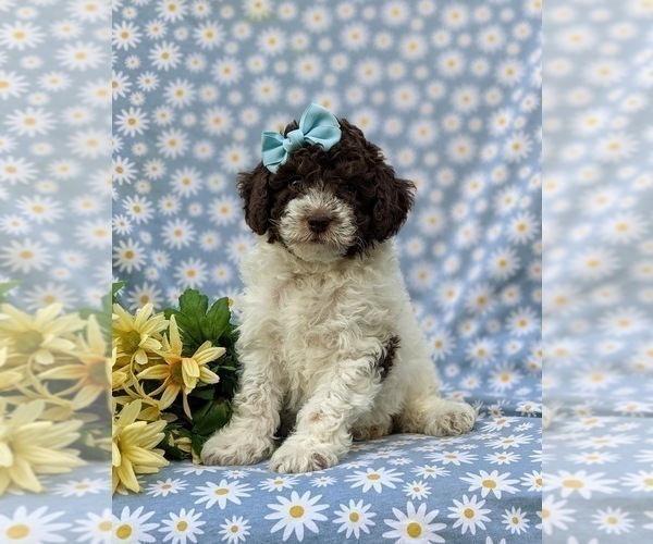 Medium Photo #1 Poodle (Miniature) Puppy For Sale in NOTTINGHAM, PA, USA