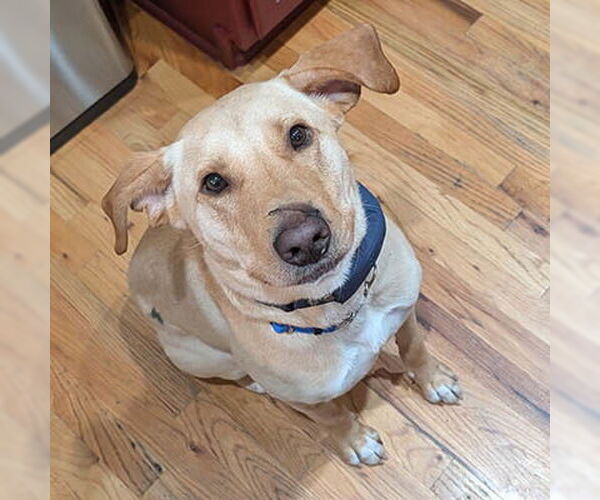 Medium Photo #3 Mutt Puppy For Sale in Lake Wylie, SC, USA