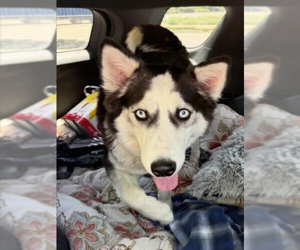 Medium Photo #1 Siberian Husky Puppy For Sale in Tracy, CA, USA