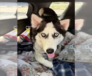 Siberian Husky Dogs for adoption in Tracy, CA, USA