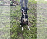 Small #1 Border Collie-Rat Terrier Mix