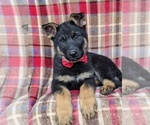 Small Photo #6 German Shepherd Dog Puppy For Sale in LEOLA, PA, USA