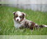 Image preview for Ad Listing. Nickname: Nova