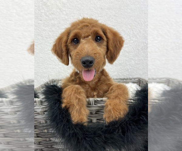 Medium Photo #19 Goldendoodle (Miniature) Puppy For Sale in BULLARD, TX, USA