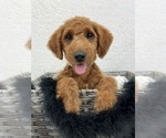 Small Photo #19 Goldendoodle (Miniature) Puppy For Sale in BULLARD, TX, USA