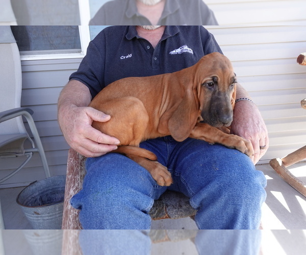 Medium Photo #3 Bloodhound Puppy For Sale in JEROME, ID, USA