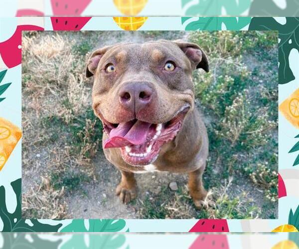 Medium Photo #3 American Pit Bull Terrier Puppy For Sale in Ojai, CA, USA