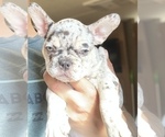 Small Photo #1 French Bulldog Puppy For Sale in VICTORVILLE, CA, USA