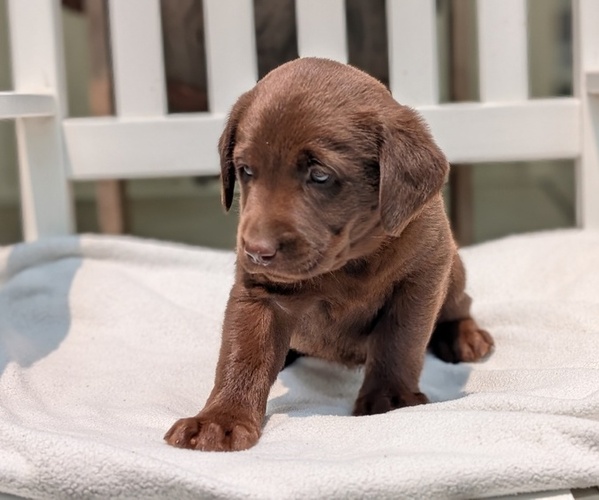 Medium Photo #19 Labrador Retriever Puppy For Sale in GOSHEN, IN, USA