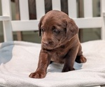 Small #5 Labrador Retriever