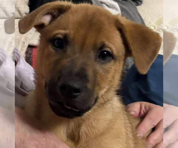 Medium Photo #6 German Shepherd Dog-Unknown Mix Puppy For Sale in Minneapolis, MN, USA